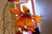 Leuchtende orangefarbene Blume vor einem unscharfen Hintergrund in einem gemütlichen Raum.